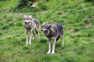 Es geht zur Wolfsfütterung